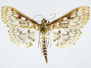 Herpetogramma aquilonalis