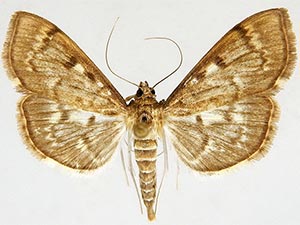 Herpetogramma aeglealis