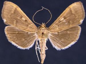 Herpetogramma aeglealis