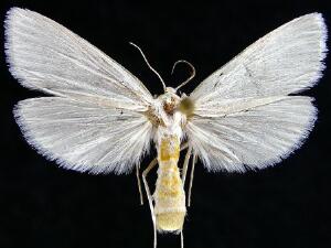 Rupela tinctella