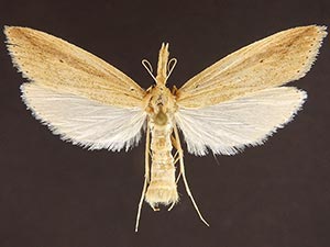 Donacaula sordidellus