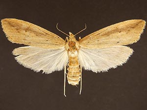 Donacaula maximellus