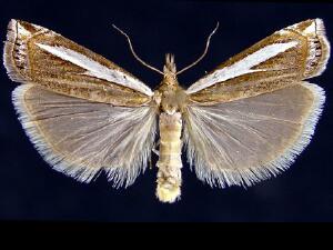 Crambus hamella