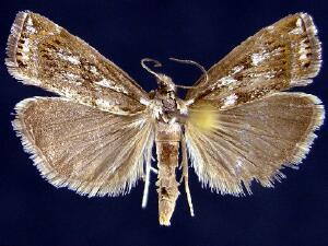 Crambus alienellus