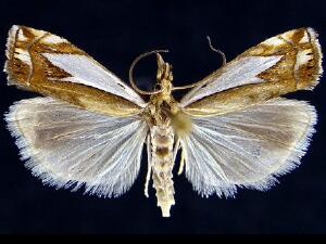 Crambus bidens