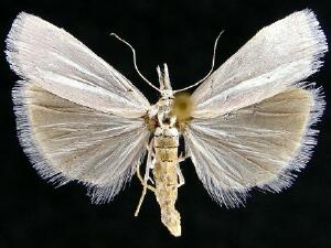 Crambus perlella