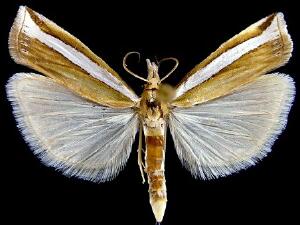 Crambus unistriatellus