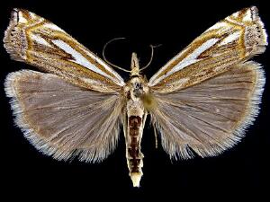 Crambus whitmerellus