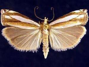 Crambus daeckellus