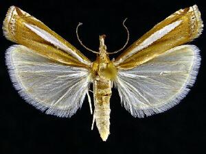 Crambus praefectellus