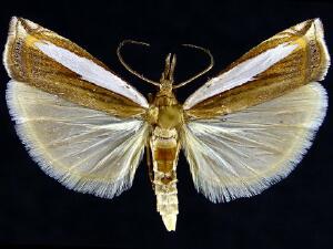 Crambus leachellus