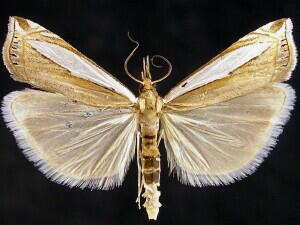 Crambus cypridalis