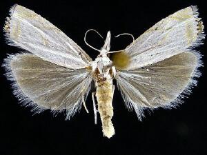 Crambus albellus