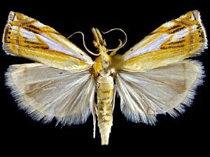 Crambus agitatellus