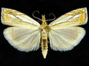 Crambus saltuellus