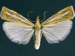 Crambus multilinellus