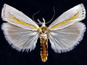 Crambus girardellus