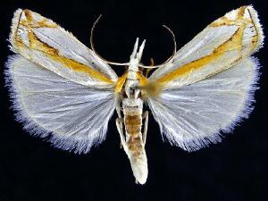 Crambus girardellus