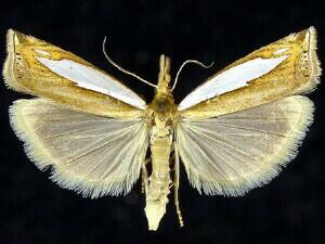 Crambus watsonellus