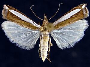 Crambus quinquareatus