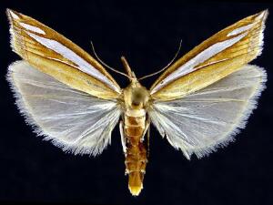 Crambus satrapellus