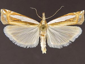 Crambus cyrilellus