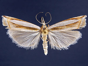 Crambus harrisi