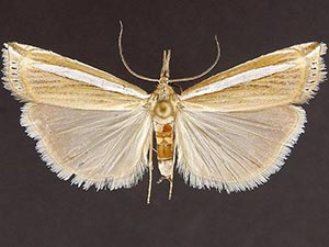 Crambus johnsoni