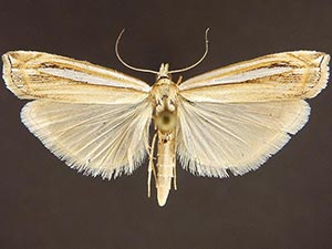 Crambus angustexon