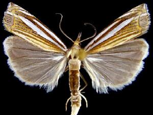 Crambus laqueatellus