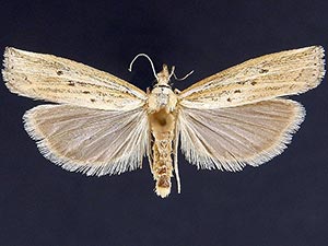 Fissicrambus quadrinotellus