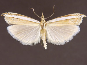 Fernandocrambus harpipterus