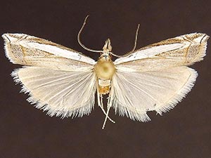 Fernandocrambus ruptifascia