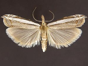 Fernandocrambus ruptifascia