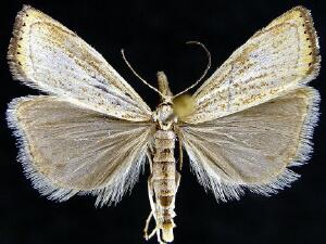 Agriphila plumbifimbriellus