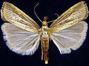 Agriphila vulgivagellus