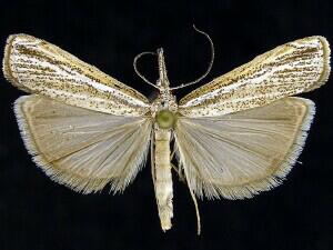 Agriphila attenuatus