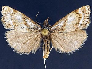 Catoptria trichostomus