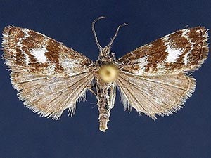 Catoptria maculalis