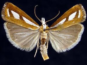 Catoptria latiradiellus