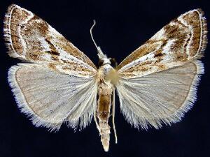 Catoptria oregonicus