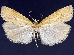 Pediasia ericellus