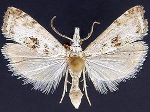 Microcrambus minor