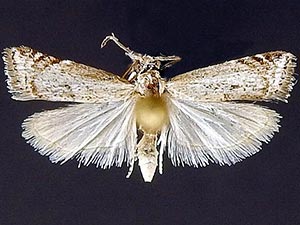 Microcrambus discludellus