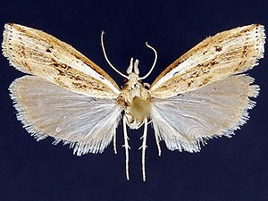 Fissicrambus haytiellus