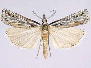 Thaumatopsis repandus