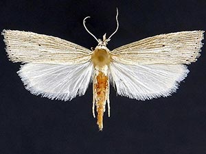 Xubida relovae