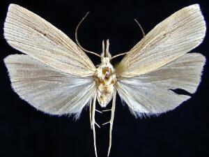 Xubida chiloidellus