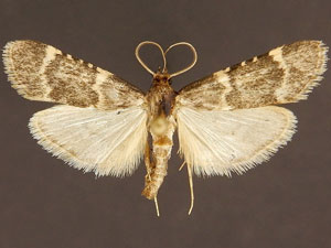 Aglossa electalis