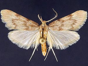 Aglossa acallalis